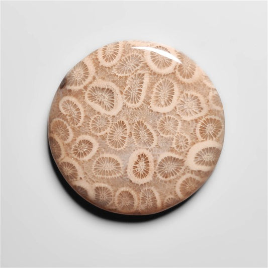 Fossil Coral