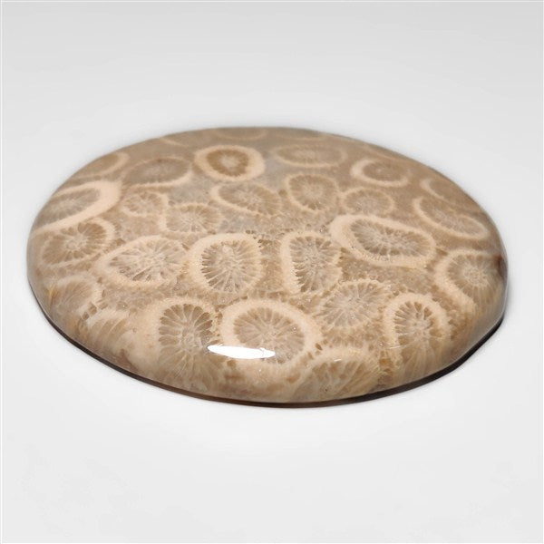 Fossil Coral