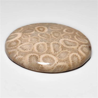 Fossil Coral