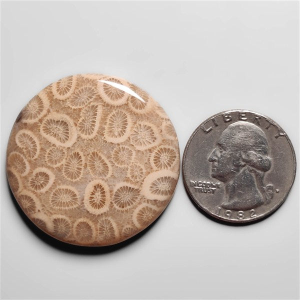 Fossil Coral