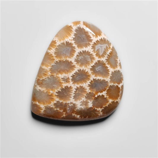 Fossil Coral