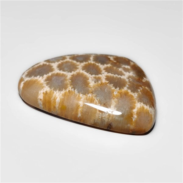 Fossil Coral