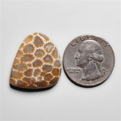Fossil Coral