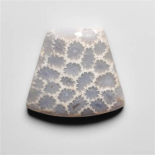 Fossil Coral