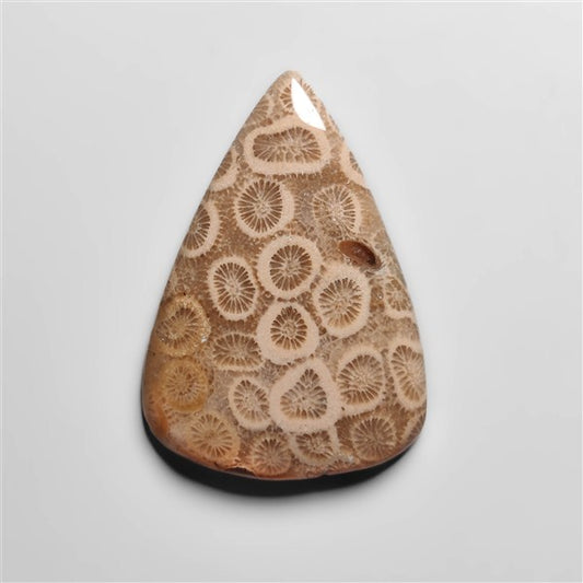 Fossil Coral