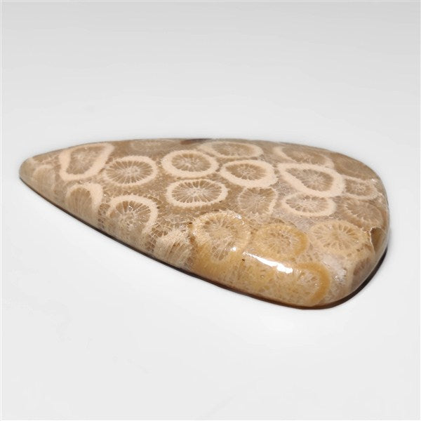 Fossil Coral