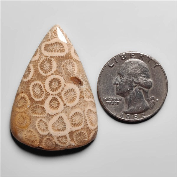 Fossil Coral
