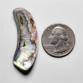 Abalone Shell