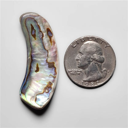 Abalone Shell
