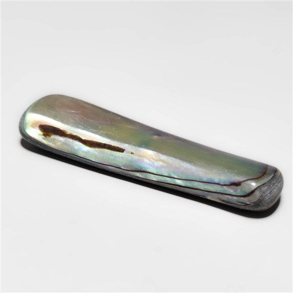 Abalone Shell