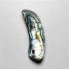 Abalone Shell