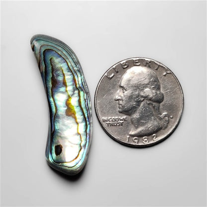 Abalone Shell