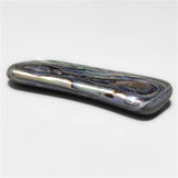 Abalone Shell
