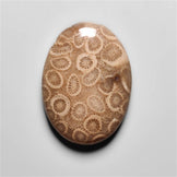 Fossil Coral