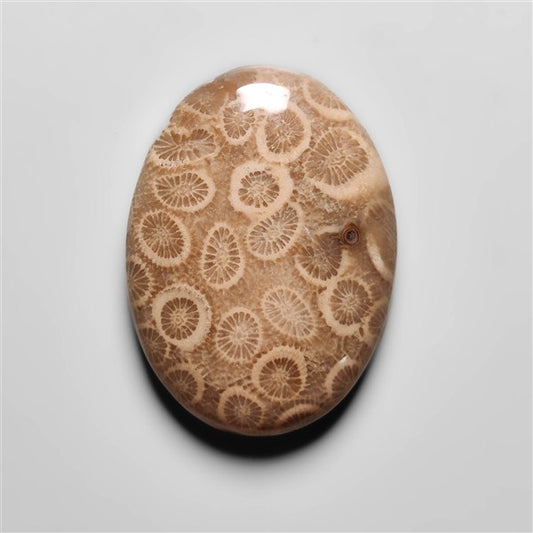 Fossil Coral