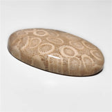 Fossil Coral