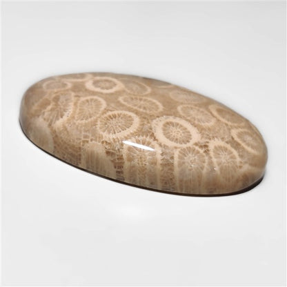 Fossil Coral