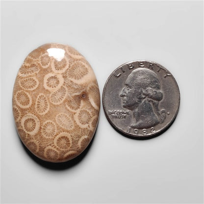 Fossil Coral