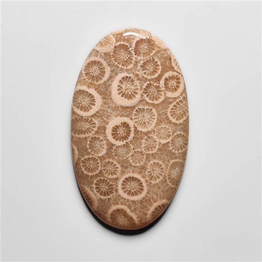 Fossil Coral