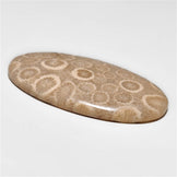 Fossil Coral
