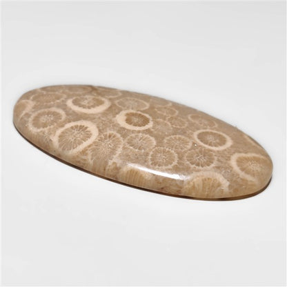 Fossil Coral