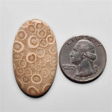 Fossil Coral