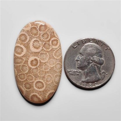 Fossil Coral