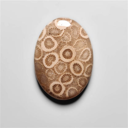 Fossil Coral