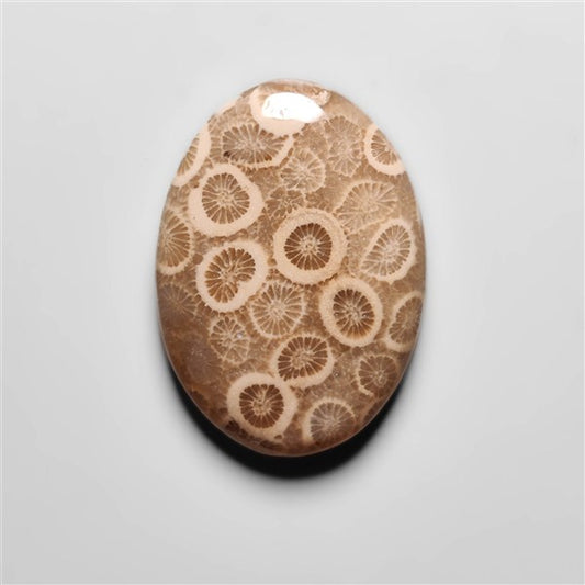Fossil Coral
