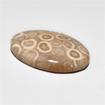 Fossil Coral