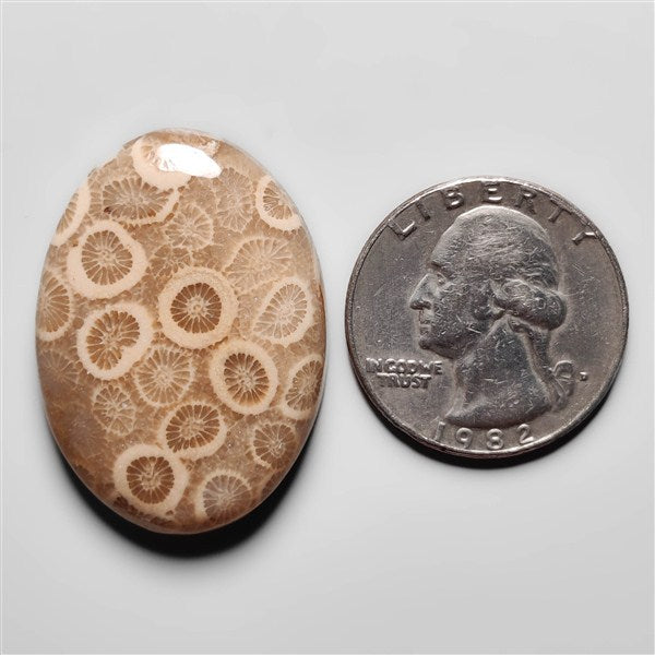 Fossil Coral