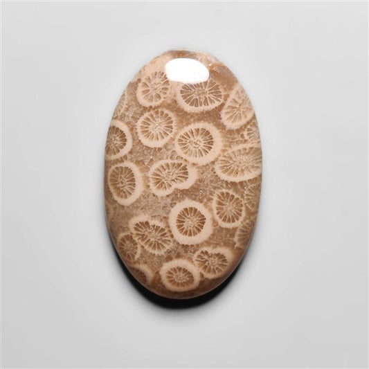 Fossil Coral
