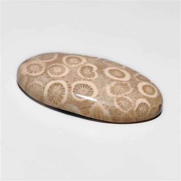 Fossil Coral