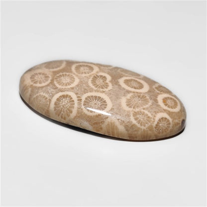 Fossil Coral