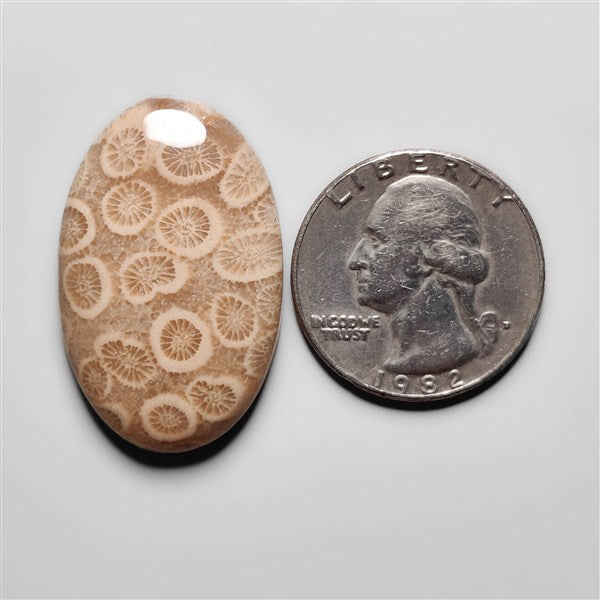 Fossil Coral