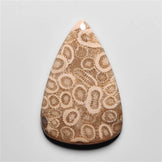 Fossil Coral