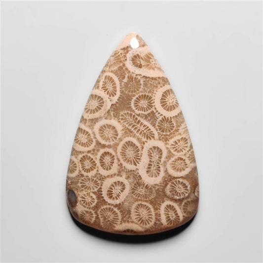 Fossil Coral