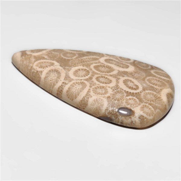 Fossil Coral