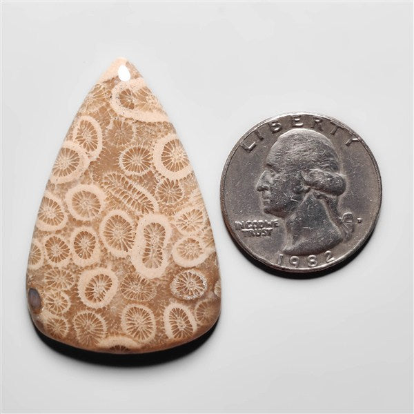 Fossil Coral