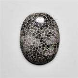 Fossil Coral