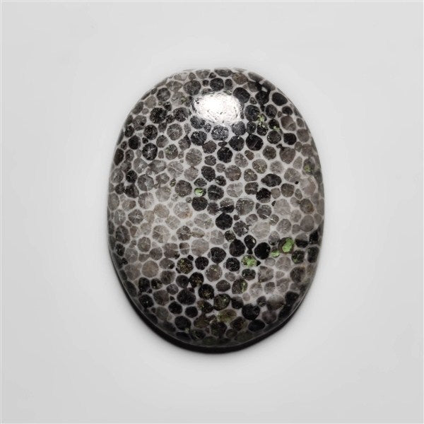 Fossil Coral