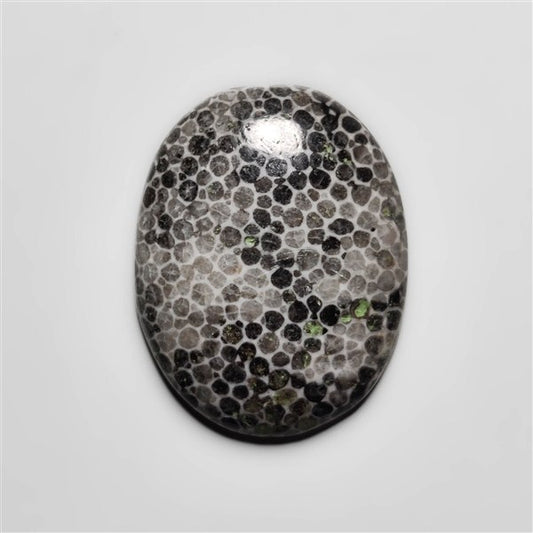 Fossil Coral