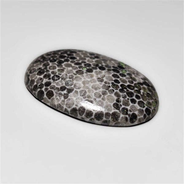 Fossil Coral