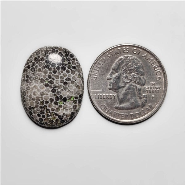 Fossil Coral
