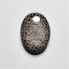 Fossil Coral