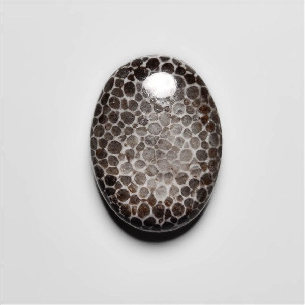 Fossil Coral