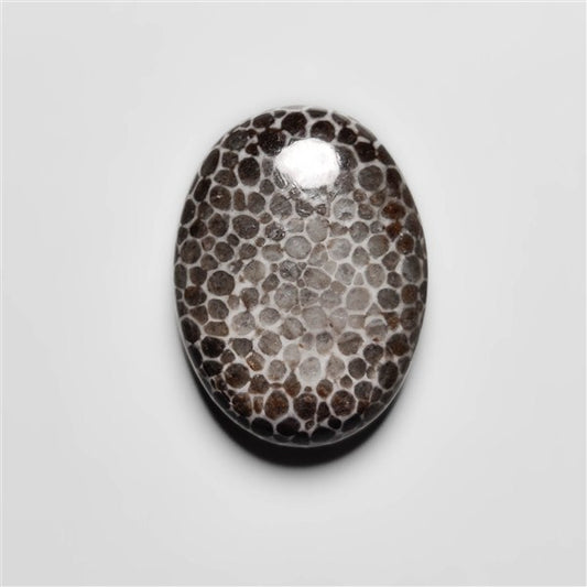 Fossil Coral
