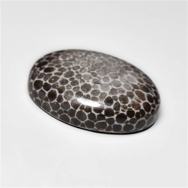 Fossil Coral