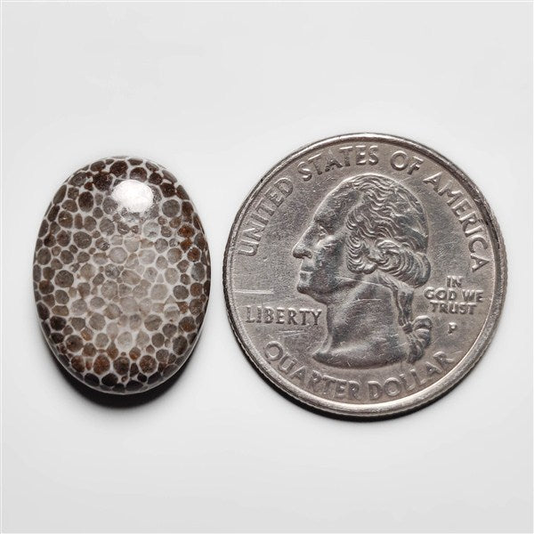 Fossil Coral