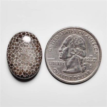 Fossil Coral
